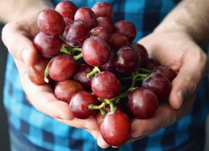 man's hands holding purple grapes