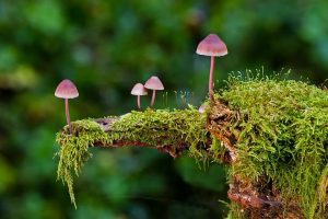 pink mushrooms growing out of a mossy branch