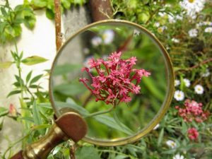 flower blossom under magnifying glass